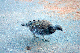 image0966