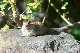 image1009