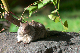 image1010
