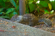 image1011
