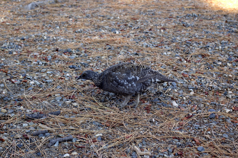 image0108
