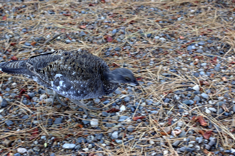 image0112