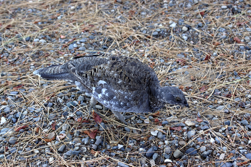 image0113