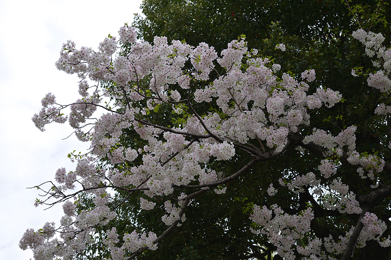 image0290