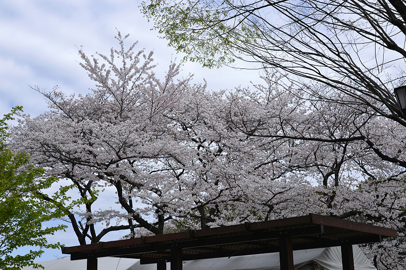 image0294