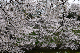 image0177