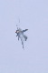 image0537