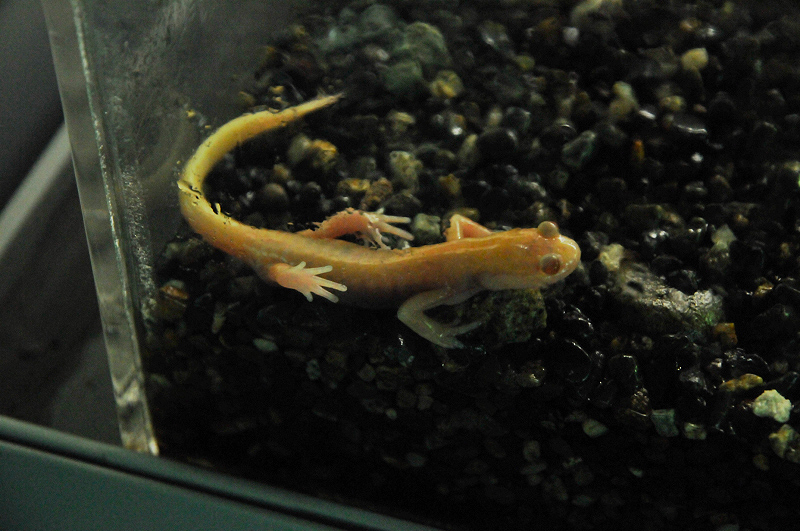 image0039