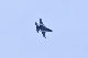 image0629