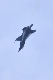 image0667