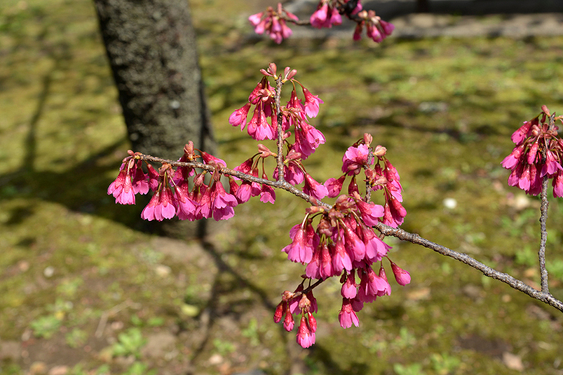image0106