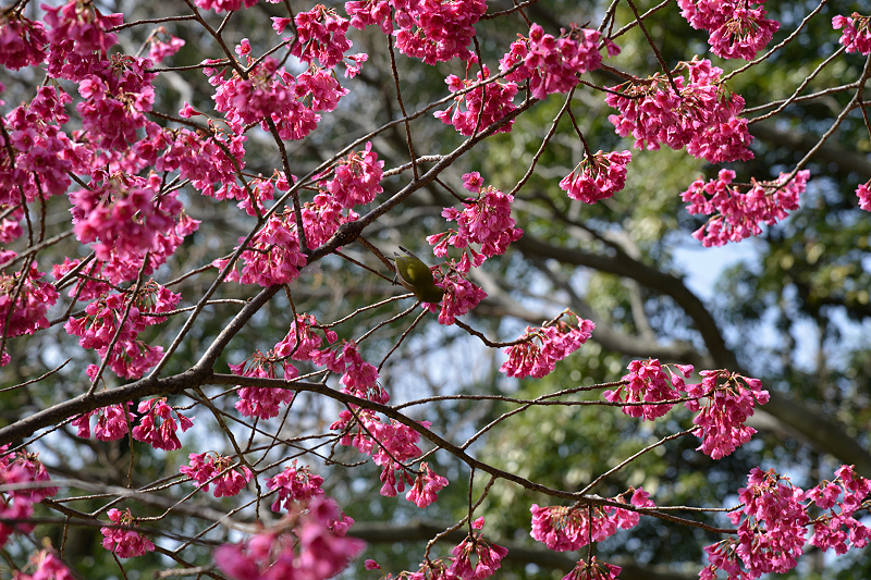 image0137