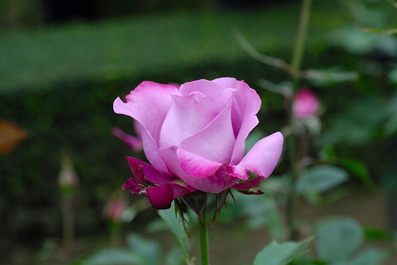 image0096