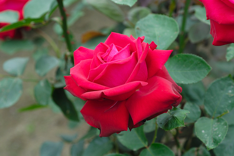 image0098