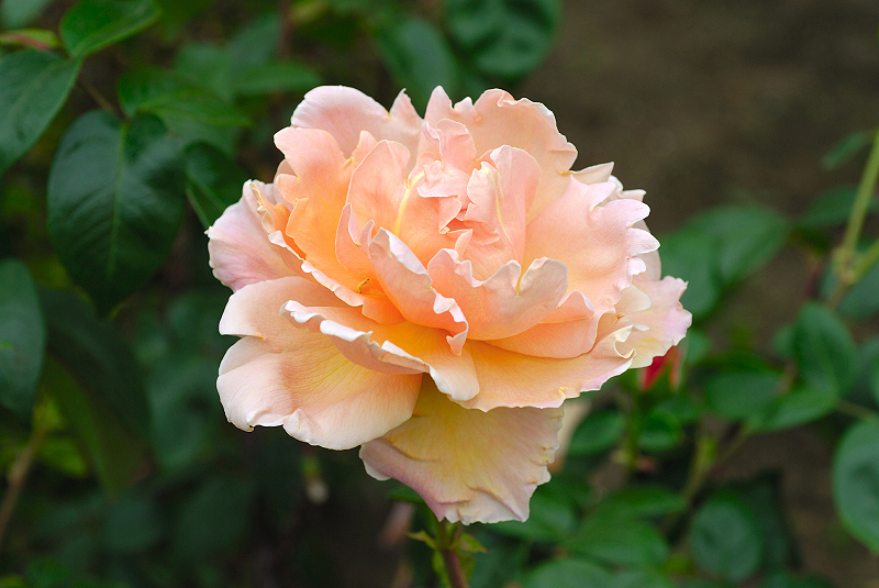 image0099