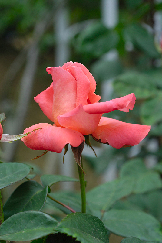 image0106