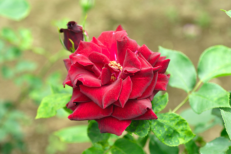 image0108