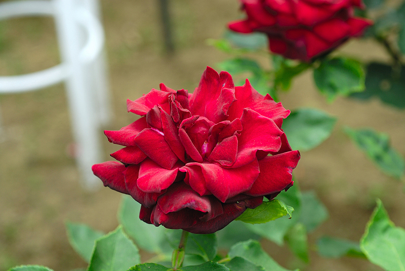 image0109