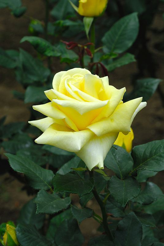 image0111