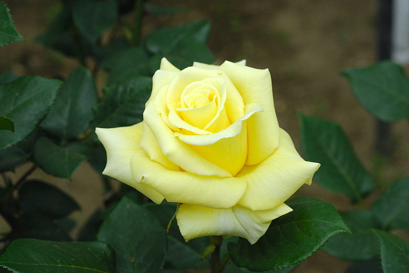 image0116