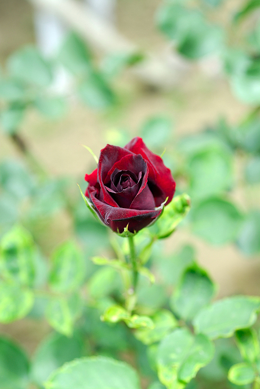 image0123