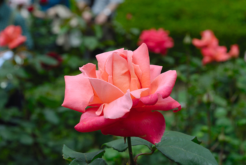 image0124