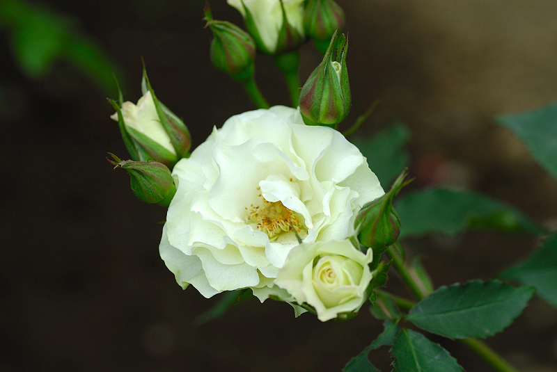 image0155