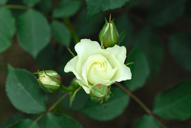 image0156