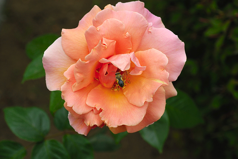 image0165