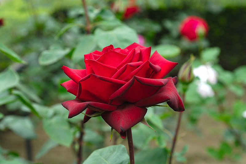 image0174