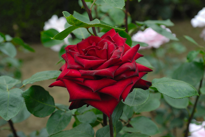 image0175