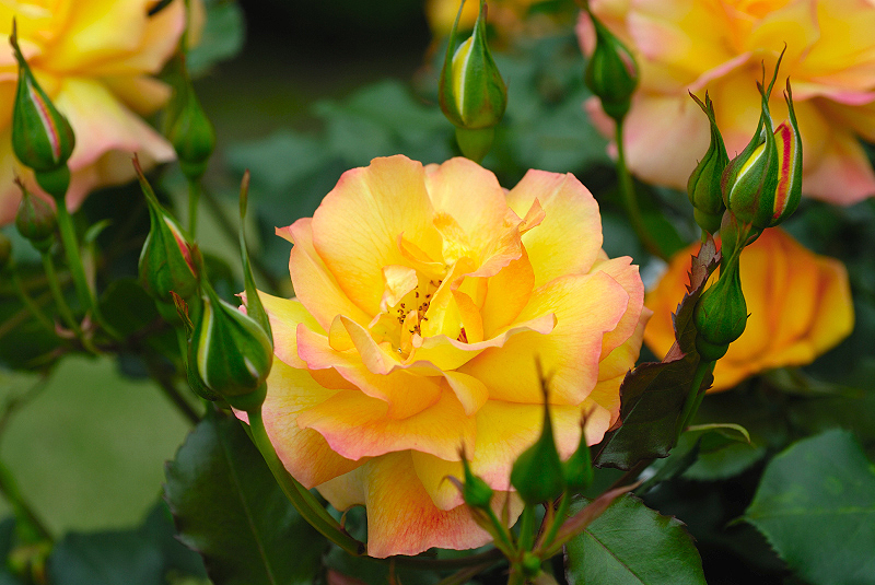 image0177
