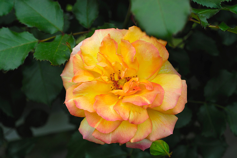image0178