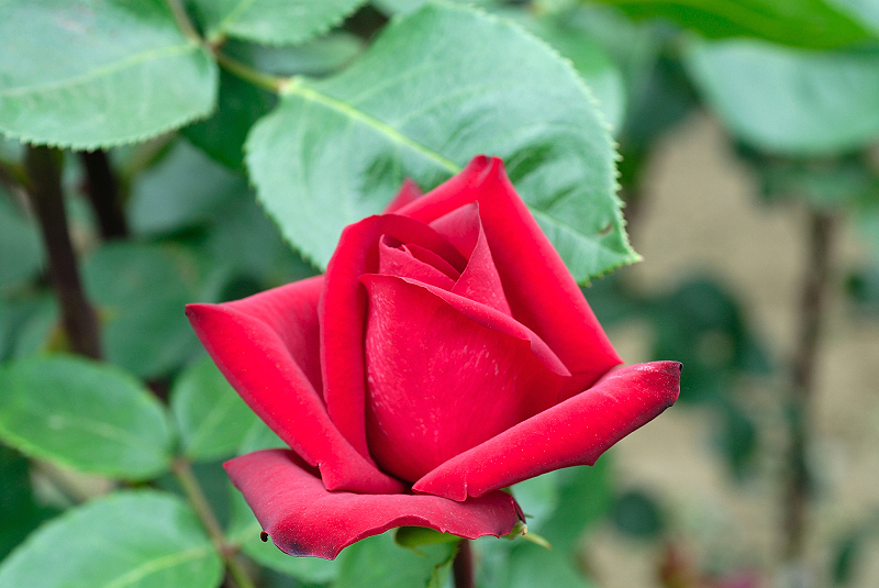 image0183