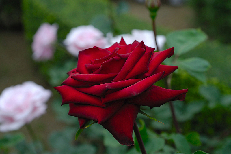 image0184