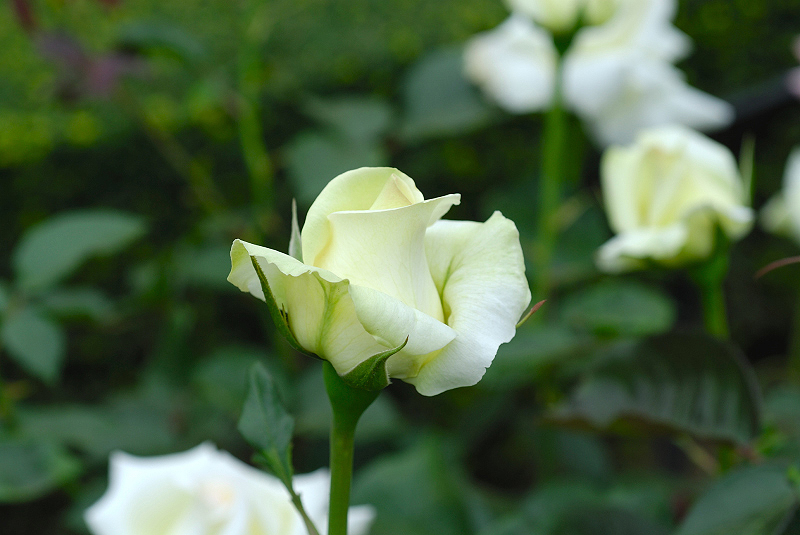 image0194