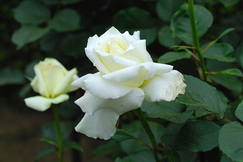 image0196