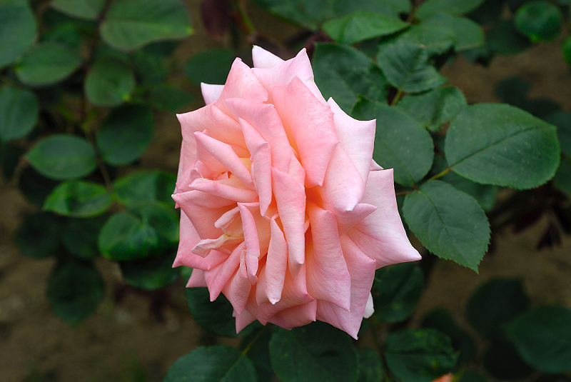 image0198