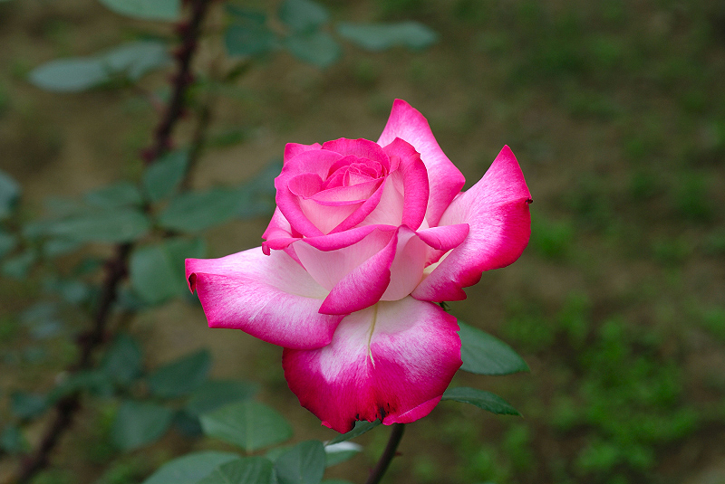 image0207