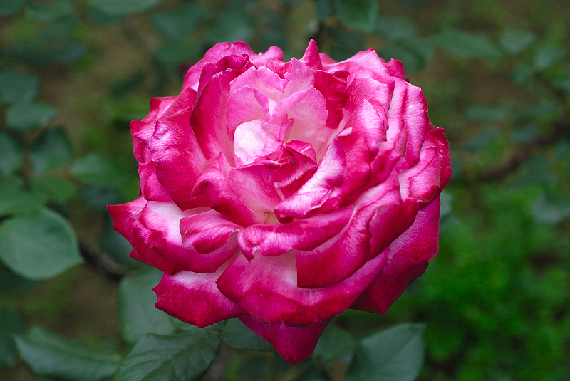 image0208