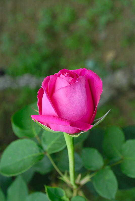 image0213