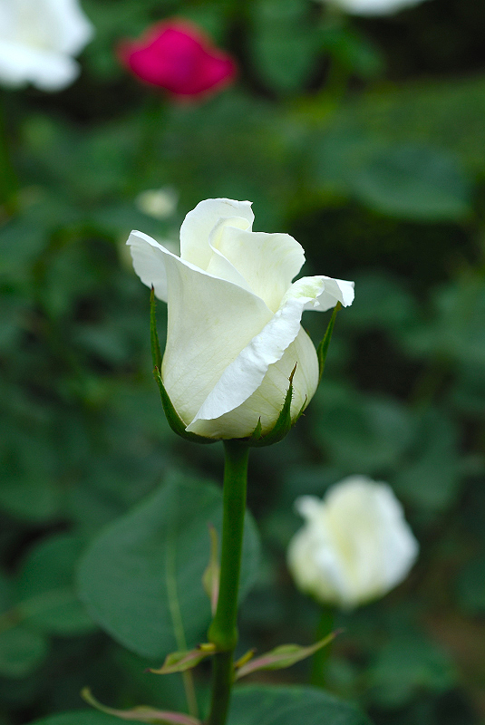 image0215