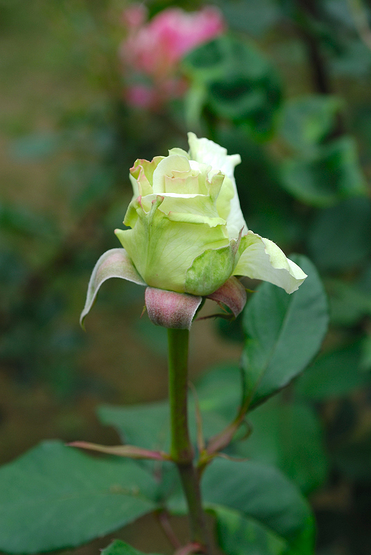 image0221