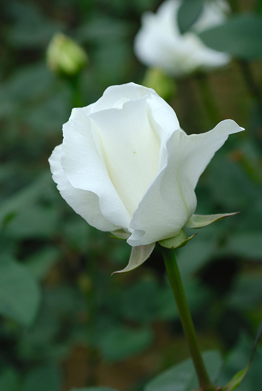 image0225