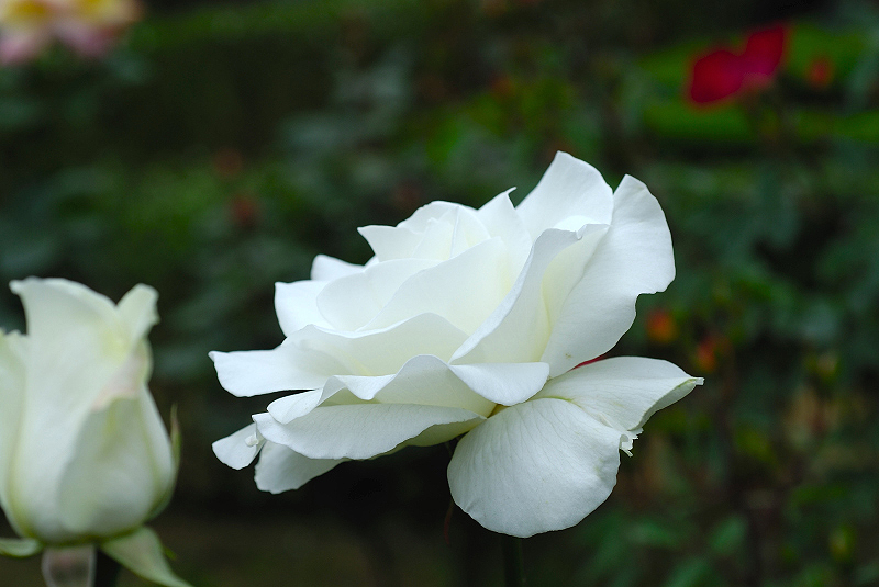 image0226