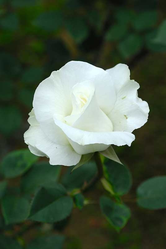image0230