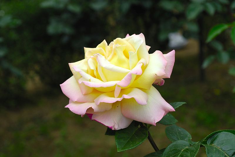 image0233