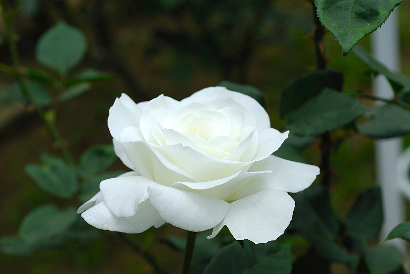image0237