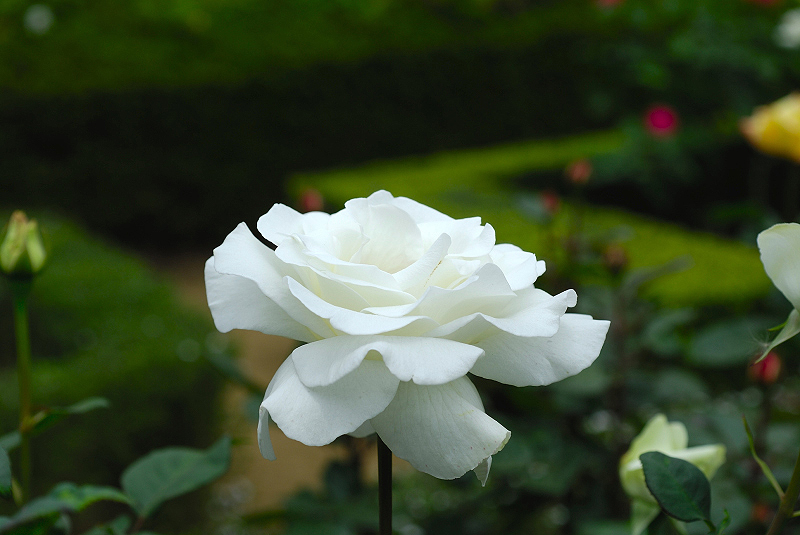 image0238