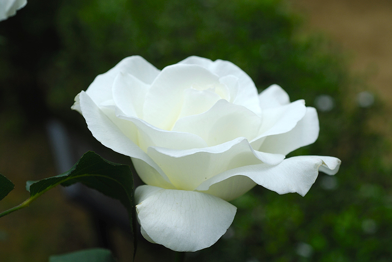 image0239